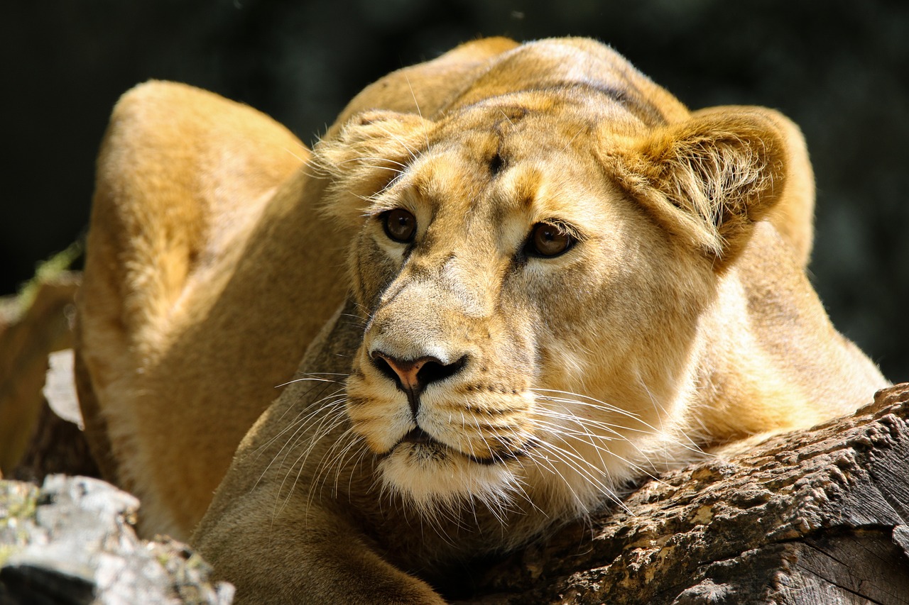 lion 3